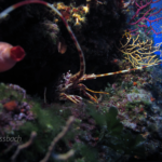 Faszinierendes Mittelmeer - das sollten Taucher wissen!