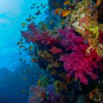 Einzigartiges Rotes Meer - was Taucher wissen sollten!