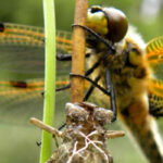 VDST Umwelt-Vortragsreihe